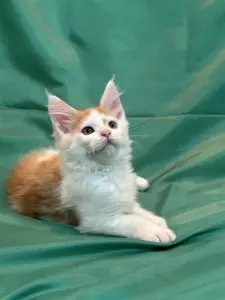 Мейн-Кун котята
