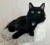 Роскошный кот подросток Барни, кастрирован.