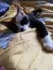 Котодевочка Лаура в добрые руки