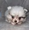 Померанский шпиц, уникальный окрас мерле!