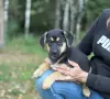 В добрые руки