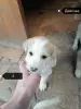 Отдам щенков бесплатно