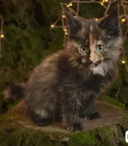 Мейн-кун девочки