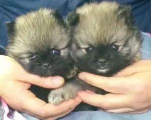 Померанский шпиц