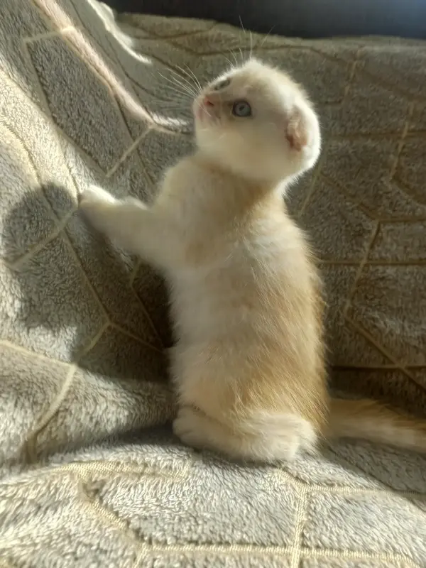 Шотландский котенок