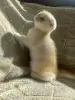 Шотландский котенок