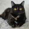Красотка Холли. Кошка. кастрирована.