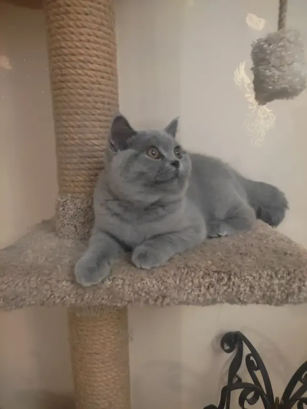 Короткошерстный британский котенок
