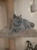 Короткошерстный британский котенок