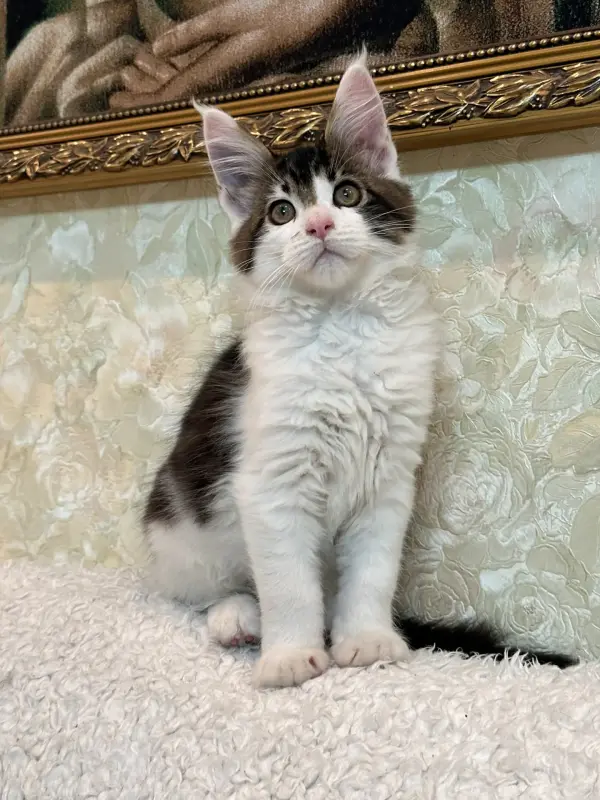 Мейн-Кун котята