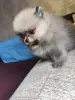 Щенки померанского шпица