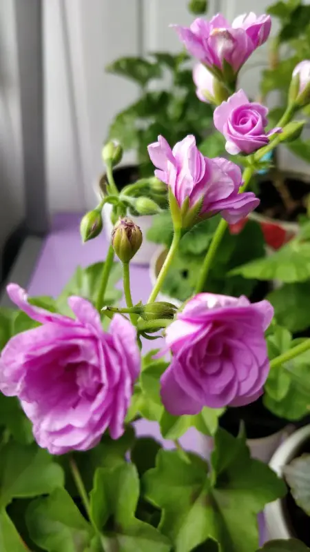 Пеларгония цветущая плющелистная ''Pacific Lavender''