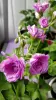 Пеларгония цветущая плющелистная ''Pacific Lavender''