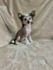 Щенки китайская хохлатая собака