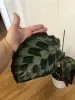 Калатея Хелен Кеннеди