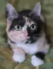 Котенок Кошка Озорная Кэтти