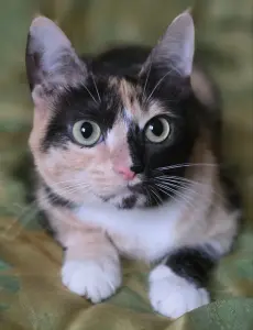 Котенок Кошка Озорная Кэтти