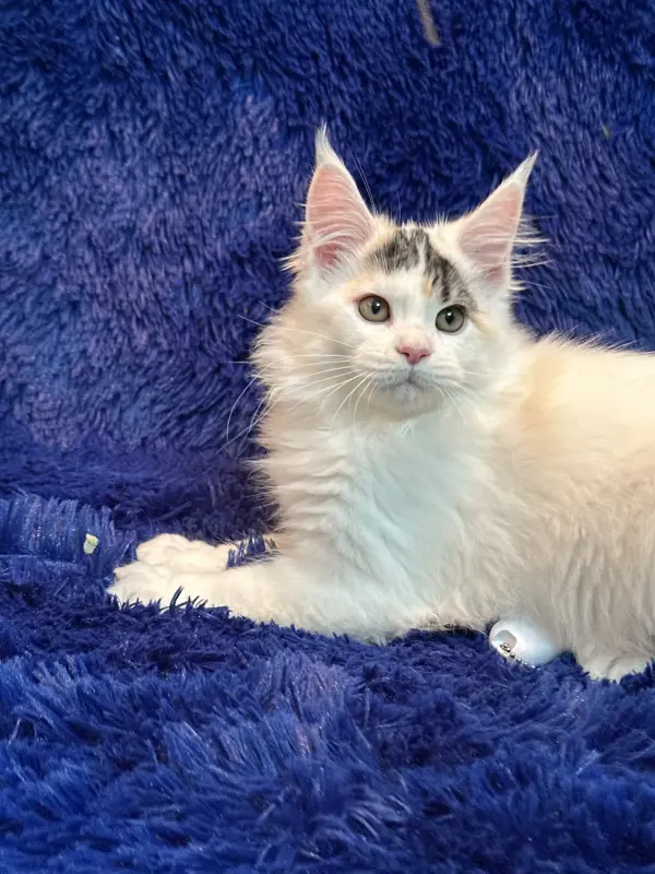 Мейн-Кун котенок