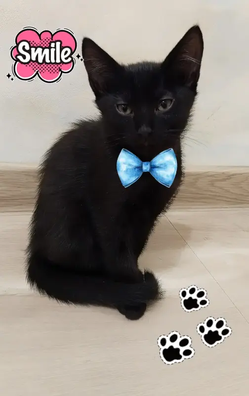 Котопад!Раздаем усато-хвостатое счастье в добрые руки!