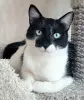 Кот. Молод. Хорош. Марик. Привит. Кастрирован.