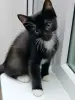 Котенок Понтиак - крошка хаврошка