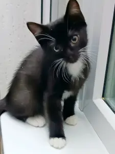 Котенок Понтиак - крошка хаврошка