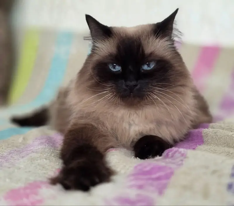 Кошка Ирма.