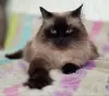 Кошка Ирма.