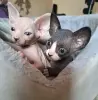 Канадский сфинкс Бамбини