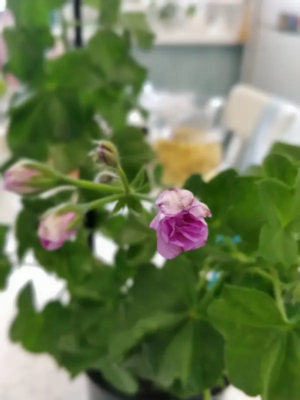 Пеларгония цветущая плющелистная ''Pacific Lavender''