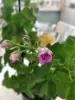 Пеларгония цветущая плющелистная ''Pacific Lavender''