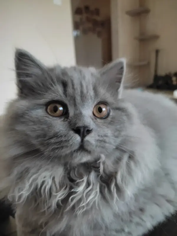 Элитный британский котенок