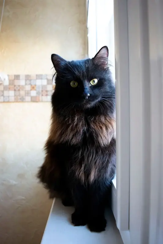 Шикарный Теодор. Кот.