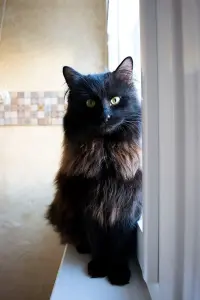 Шикарный Теодор. Кот.