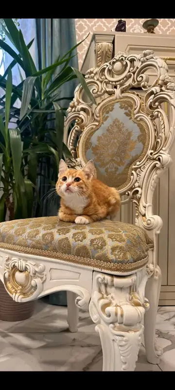 В дар прекрасный ласковый котёнок-мальчик Златик