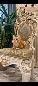 В дар прекрасный ласковый котёнок-мальчик Златик