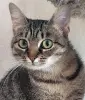 Котенок подросток Манюня