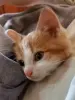 Котятам срочно нужен дом! Котенок в дар