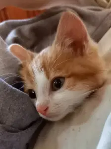 Котятам срочно нужен дом! Котенок в дар