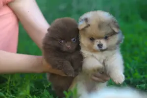Чудо щеночки Уникальные Шпицы, Мерле комочки!