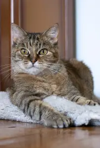 Эллочка-кошка, кастрирована.