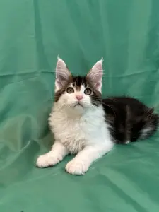 Мейн-Кун котята