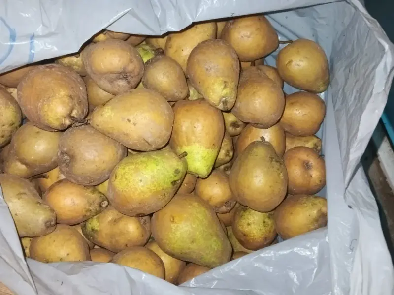 Груши и яблоки поздние