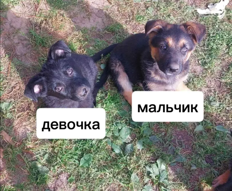 Щенки немецкой овчарки