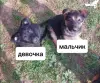 Щенки немецкой овчарки