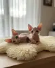 Котята Канадский сфинкс Бамбини Лонг Белоснежные