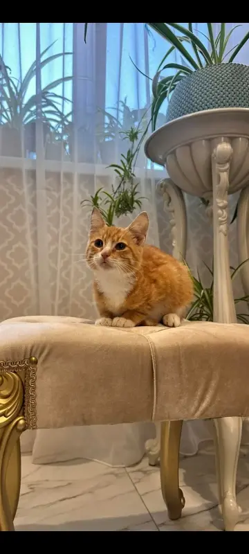 В дар прекрасный ласковый котёнок-мальчик Златик