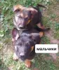 Щенки немецкой овчарки