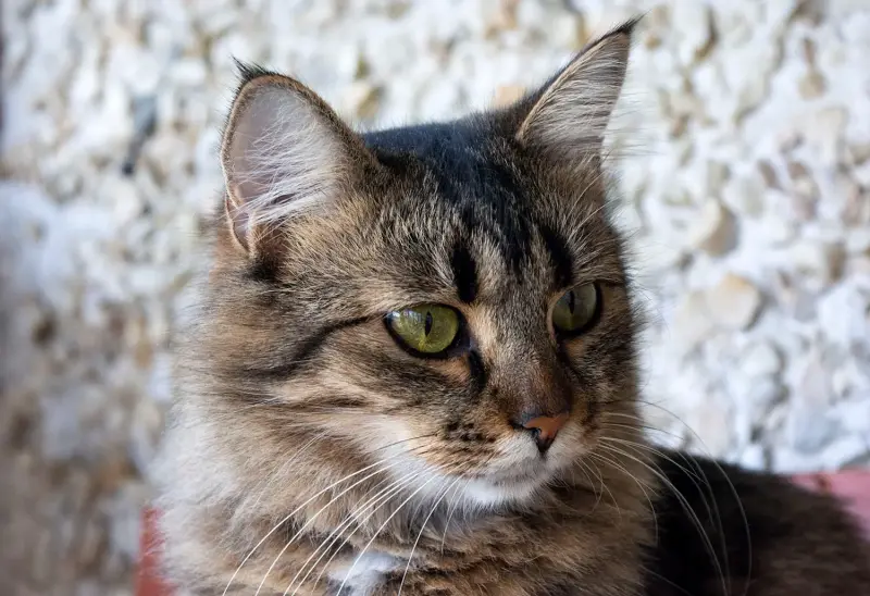 Кошка Капа, молодая, кастрирована.