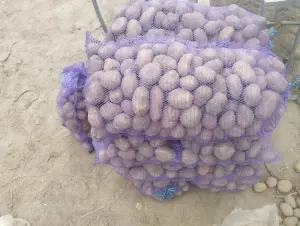 Картофель большой